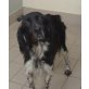 Traumhafte Setterhündin, English Setter - Hündin
