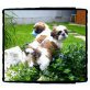 Traumhafte Shih tzu Welpen, Shih Tzu Welpen - Rüde