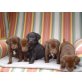 Traumhafte choco Labrador-Mix-Babys - Rüde