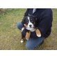 Traumhaftschöner Berner Sennen Rüde, Berner Sennenhund Welpen - Rüde