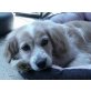 Traumhündin Blanca, Spaniel Mischling - Hündin