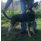Traumhund ZED sucht liebevolle Familie! - Rüde
