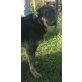 Traumhund ZED sucht liebevolle Familie! - Rüde