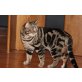 Traumkater Bkh in classic Tabby kastriert , g - Kater