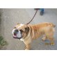 Tres Llumes Nivel, Englische Bulldogge - Rüde