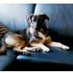 Treue LUCY sucht ihr Zuhause! - Hündin