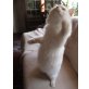 Treuer 'Perser - Siam' Jungkater - Kater