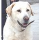 Trezka gen. Terry, Labrador - Hündin