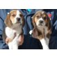Tri farbige Beagle-Welpen, Beagle - Hündin