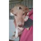 Trian, Galgo-Mix Welpen - Rüde
