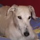 Triana, Galgo - Hündin