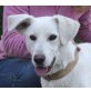 Triana, wunderhübsche Labrador Mix - Hündin