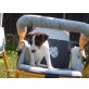 Tricolor, Jack-Russell-Terrier Welpen - Rüde
