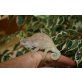 Trioceros Bitaeniatus - weiblich