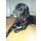 Tristan, Labrador-Mix - Rüde