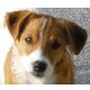 Tristan, mittelgroßer Traumhund sucht Zuhause - Rüde
