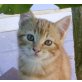 Tristan-sucht DRINGEND liebevolles Zuhause, EKH Mischling Notfall! mit Video - Kater