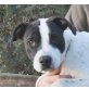Tristan, wunderbarer Dalmatiner-  dt. Boxer-Mix Welpen - Rüde