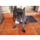 Triton, Französiche Bulldogge - Rüde