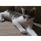 Trixi, Außergewöhnliches und lustiges Babykätzchen  - Katze
