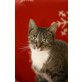 Trixi, Europäische Kurzhaarkatze - Katze