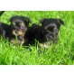 Trixi Tinkabell Tommy Terence, Süsse Hoppalas Yorkie-Chihuahua Mix Welpen - Hündin