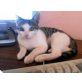 Trixi, sehr schönes / elegantes Katzenbaby - Katze