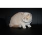 Trixie, Bkh Katze in creme geimpft , gechipt und entw - Katze