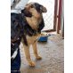 Trixie, Deutscher Schäferhund - Hündin