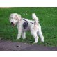 Trixie, Drahthaar-Foxterrier - Hündin