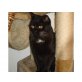 Trixie, Europäische Kurzhaarkatze - Katze