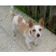 Trixie , Jack Russel Mix - Hündin