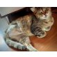 Trixie, Mischling - Katze