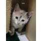 Trixie, Rocky und Ferdinand, Europäisch Kurzhaar - Kater