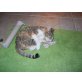 Trixie und Pixie, Europäische Kurzhaarkatze - Katze