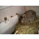 Trixy, Kaninchen - weiblich