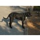 Tro, Ca de Bestia-Labrador - Rüde