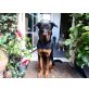 Troll, Dobermann-Rottweiler Mix - Rüde