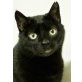 Tronxo, etwas schüchterner, aber sehr lieber - Kater