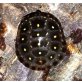 Tropfenschildkröte