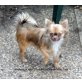 Troy Sierra Madre, Chihuahua langhaariger Schlag Welpen - Rüde