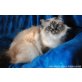 Trudi, Heilige Birma - Katze