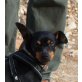 Trudi-NOTFALL, Zwergpinscher - Hündin