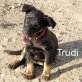Trudi geb. 11/2019 sucht Zuhause, auf Pflegestelle in 71720 Oberstenfeld Welpen - Hündin