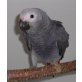 Trudy, Graupapagei - weiblich