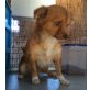 Trueno, Chihuahua-Mix - Rüde