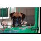 Truman, Boxer - Rüde