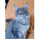 Trumhafte Maine Coon Girl mitStammbaum, Maine Coon - Katze