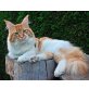 Try , Maine Coon - Kater