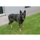 Tschako von der Königshöhle, Deutscher Schäferhund - Rüde
